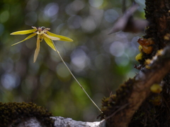 Bulbophyllum fimbriatum