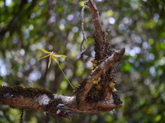 Bulbophyllum fimbriatum