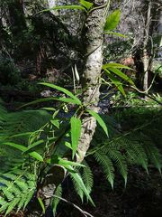 Parsonsia brownii