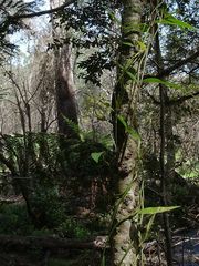 Parsonsia brownii