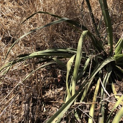 Agave stringens
