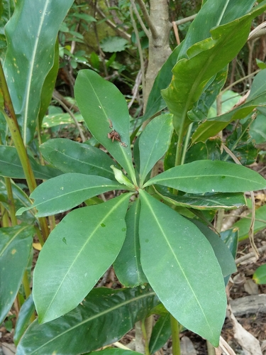 Ardisia sieboldii iNat (1)