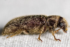 Melalgus plicatus