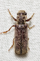 Melalgus plicatus