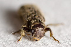 Melalgus plicatus