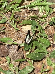 Polyura hebe