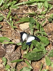 Polyura hebe