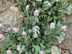 Helichrysum virgineum