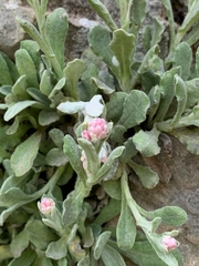 Helichrysum virgineum
