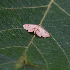 Hypolamprus ypsilon