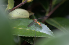 Leptotarsus igniceps