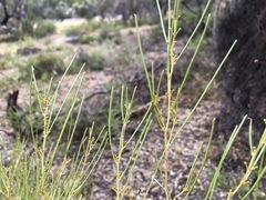 Acacia rigens
