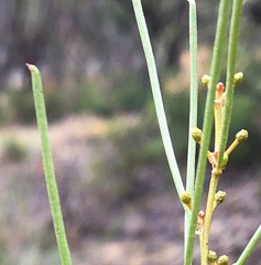Acacia rigens