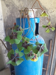 Oxalis