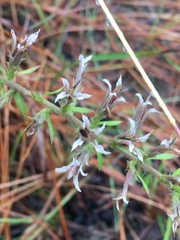 Liatris hesperelegans