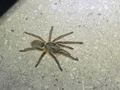 Harpactira gigas