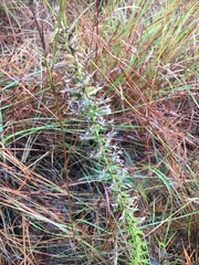 Liatris hesperelegans
