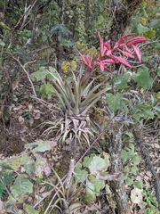 Tillandsia gymnobotrya