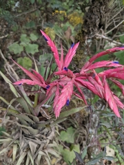 Tillandsia gymnobotrya