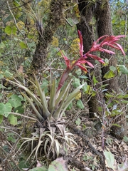 Tillandsia gymnobotrya
