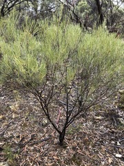 Acacia rigens