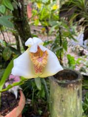 Maxillaria lehmannii