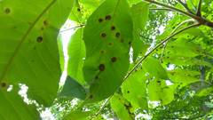 Phylloxera caryaeavellana