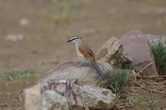 Tchagra australis