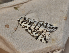 Archephanes zalosema