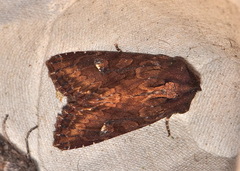 Neumichtis iorrhoa