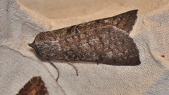 Paralaea chionopasta