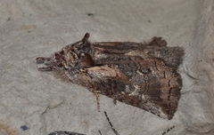 Gallaba eugraphes