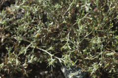 Ceratocarpus arenarius