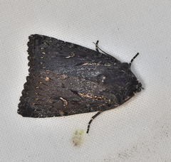 Dasygaster epundoides