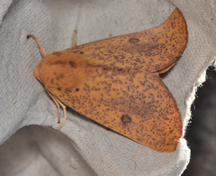 Plesanemma altafucata