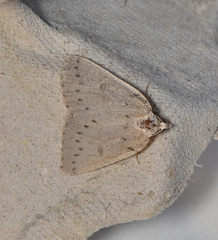 Amelora sparsularia