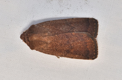 Proteuxoa porphyrescens