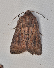 Dasygaster padockina