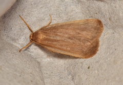 Scoliacma pactolias