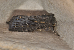 Dasygaster epundoides