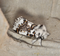 Aglaosoma periblepta