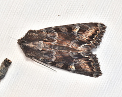 Neumichtis spumigera