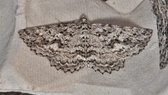 Psilosticha mactaria