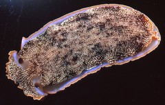 Image of Histiomena marginata