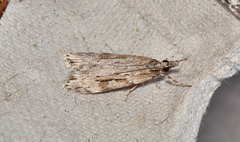 Scoparia ochrophara