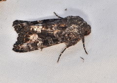 Neumichtis spumigera