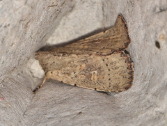 Cerastis punctosa