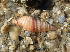 Phenatoma roseum