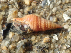 Phenatoma roseum