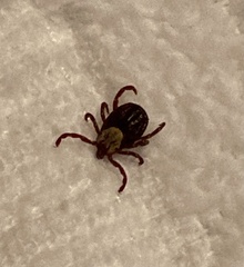 Dermacentor andersoni